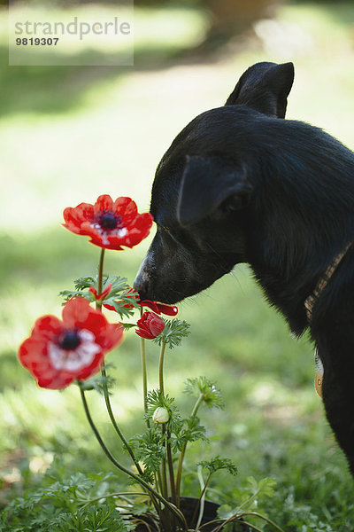 Schwarzer Hund schnüffelt Mohn im Garten