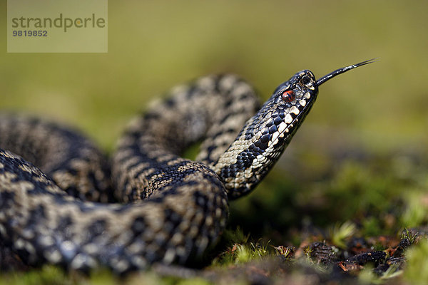 England  Europäische Kreuzotter  Vipera berus