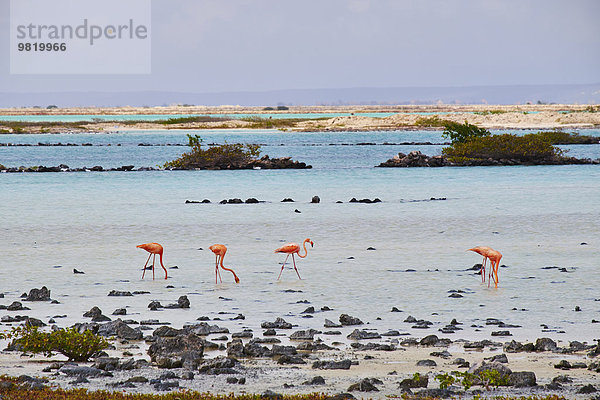 Karibik  Niederländische Antillen  Bonaire  Flamingos im Wasser