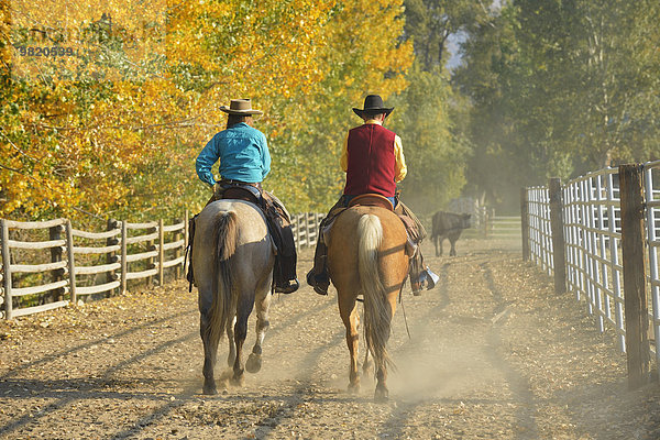 USA  Wyoming  Cowboy und Cowgirl Reitpferde