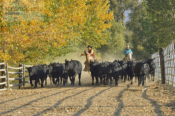 USA  Wyoming  Cowboy und Cowgirl Reitpferd und Herdenrasse
