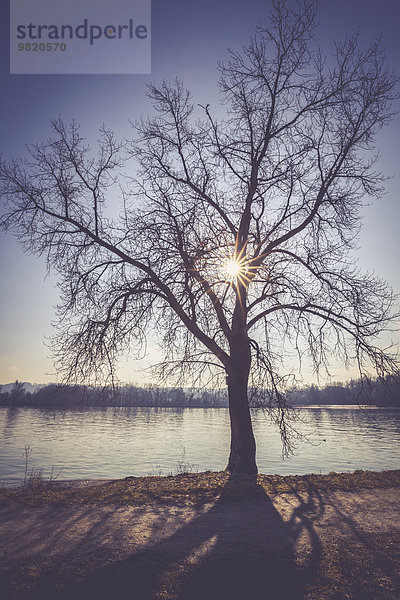 Deutschland  Landshut  Baum gegen Sonne am Stausee