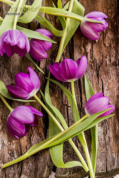 Tulpen auf Holz