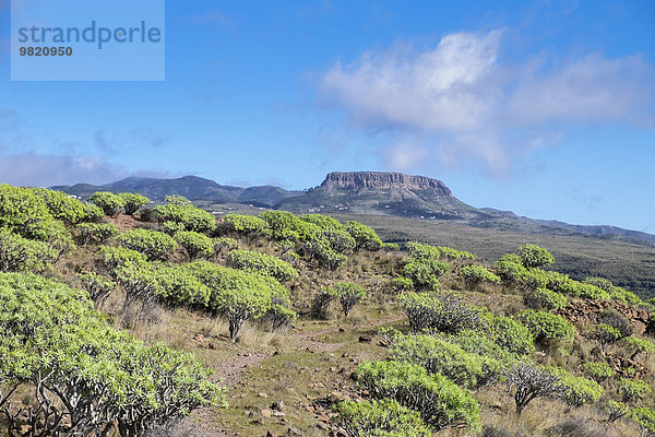 Spanien  Kanarische Inseln  La Gomera  Valle Gran Rey  Plateau La Merica  Tafelberg Fortaleza  Wolfsmilchsträucher