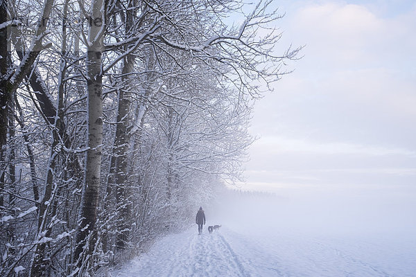 Deutschland  Gelting  Wanderer mit zwei Hunden in Winterlandschaft