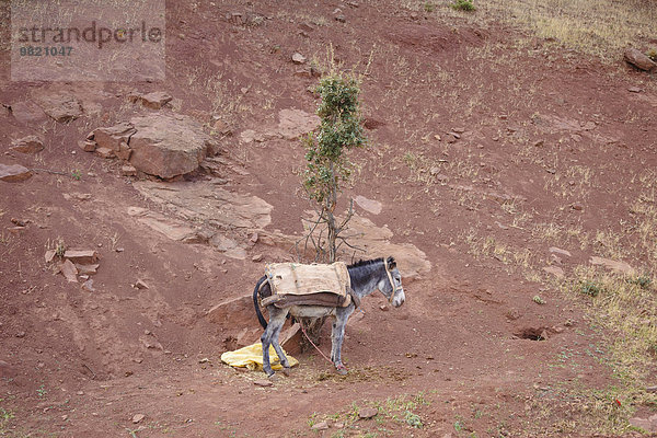 Marokko  Esel auf Lehmboden