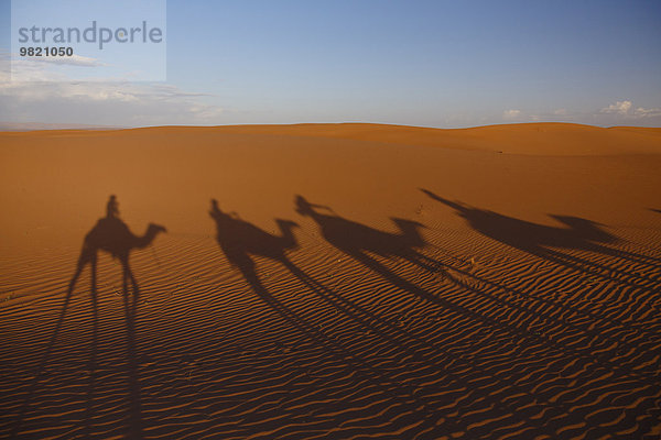Marokko  Sahara  Schatten der Kamele in der Wüste