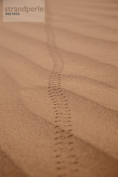 Marokko  Spuren des Scarabaeus sacer beetle im Sand
