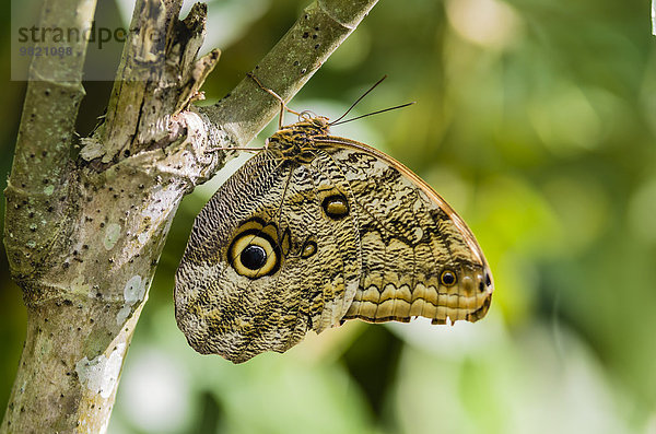 Costa Rica  Schmetterling  Parides iphidamas