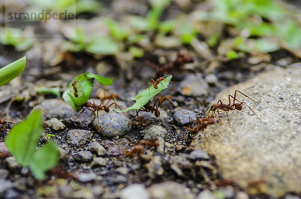Costa Rica  Blattschneidende Ameisen mit Blättern