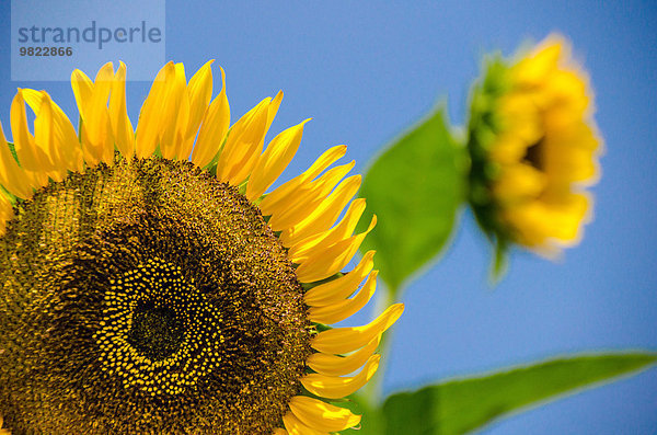 Sonnenblume helianthus annuus