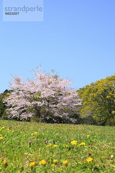 Kirschblüte