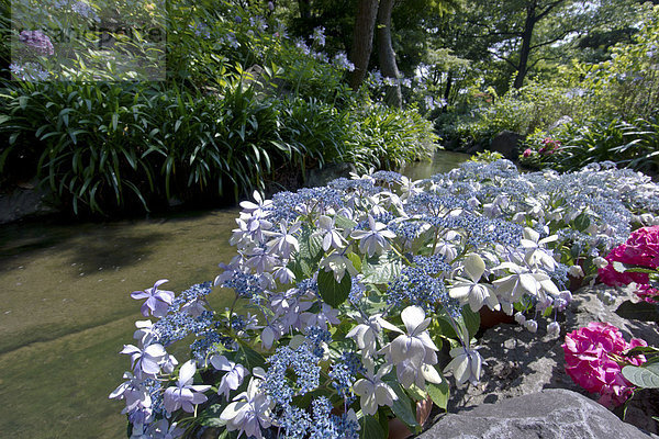 Hortensie