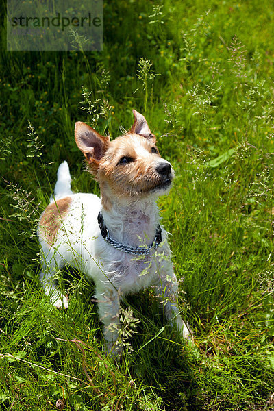 Terrier Russell