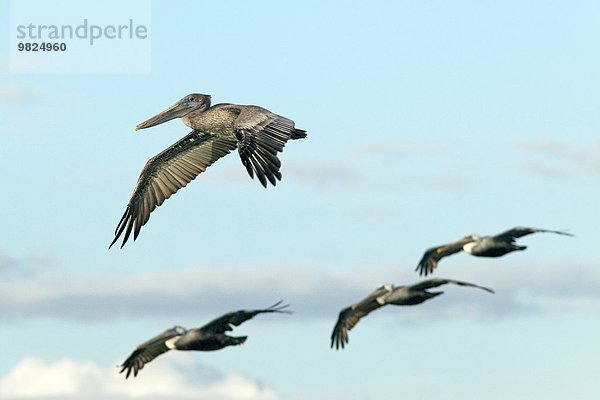 fliegende Vögel