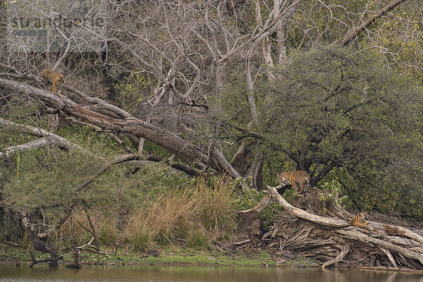 Junge wildlebende Königstiger oder Bengal-Tiger (Panthera tigris tigris)  Jungtiere beim Klettern auf Bäumen an einem Seeufer im Wald  Ranthambhore-Nationalpark  Rajasthan  Indien  Asien