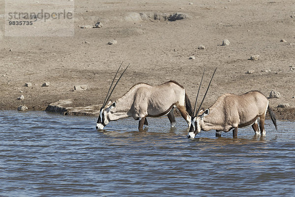 Oryxantilopen  Spießböcke (Oryx gazella) zwei Alttiere beim Trinken am Wasserloch  Etosha National Park  Namibia  Afrika