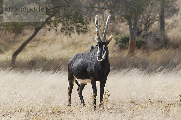 Rappenantilope (Hippotragus niger)  adultes Männchen im Grasland stehend  Krüger-Nationalpark  Südafrika