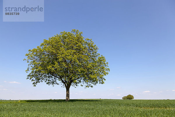 Walnussbaum (Juglans regia)  im Getreidefeld  vor blauem Himmel  Frühling  Südpfalz  Pfalz  Rheinland-Pfalz  Deutschland  Europa