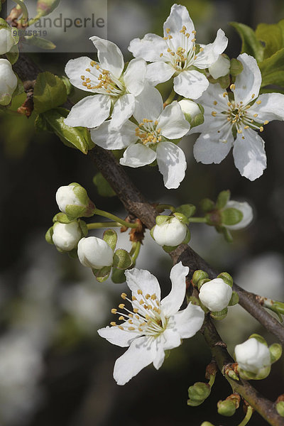 Vogel-Kirsche oder Wildkirsche (Prunus avium)  Blüten  Niederösterreich  Österreich  Europa