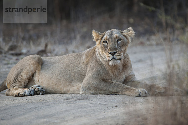 Asiatischer Löwe (Panthera leo persica) liegt auf dem Weg  Weibchen  Gir Interpretation Zone oder Devalia  Gir-Nationalpark  Gir-Schutzgebiet  Gujarat  Indien  Asien