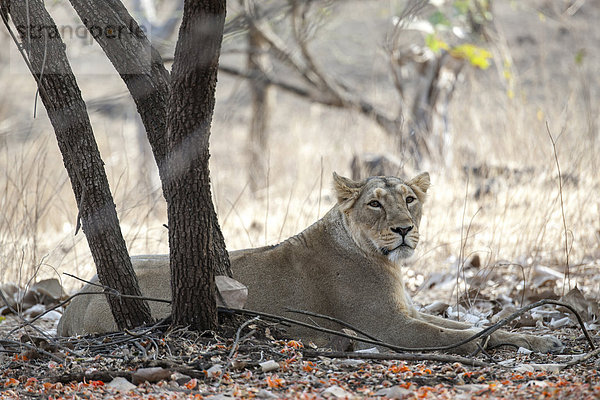Asiatischer Löwe (Panthera leo persica) liegt unterm Baum  Weibchen  Gir Interpretation Zone oder Devalia  Gir-Nationalpark  Gir-Schutzgebiet  Gujarat  Indien  Asien