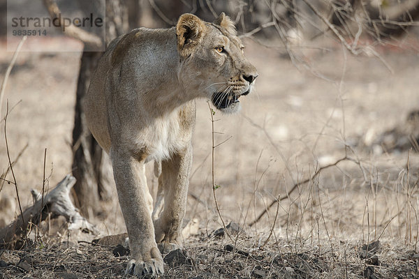 Asiatischer Löwe (Panthera leo persica)  Weibchen  Gir Interpretation Zone oder Devalia  Gir-Nationalpark  Gir-Schutzgebiet  Gujarat  Indien  Asien