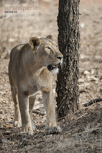 Asiatischer Löwe (Panthera leo persica)  Weibchen  Gir Interpretation Zone oder Devalia  Gir-Nationalpark  Gir-Schutzgebiet  Gujarat  Indien  Asien