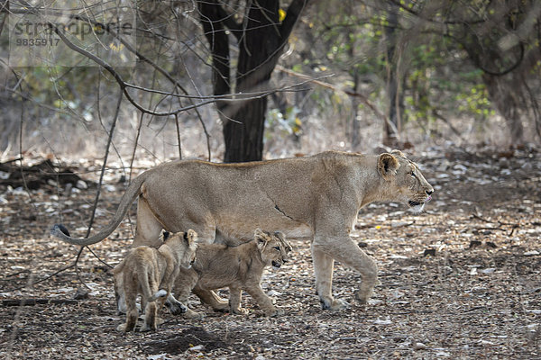 Asiatischer Löwe (Panthera leo persica)  Weibchen  Löwin mit Jungtieren  Gir Interpretation Zone oder Devalia Safari Park  Gir-Nationalpark  Gir-Schutzgebiet  Gujarat  Indien  Asien