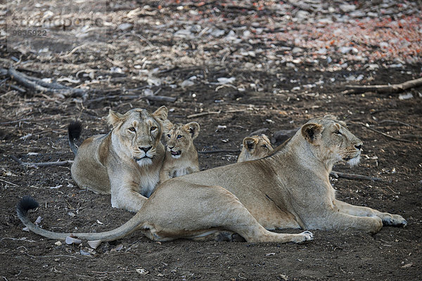 Asiatischer Löwe (Panthera leo persica)  Weibchen  Löwin mit Jungtieren  Gir Interpretation Zone oder Devalia Safari Park  Gir-Nationalpark  Gir-Schutzgebiet  Gujarat  Indien  Asien