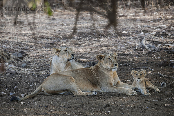 Asiatischer Löwe (Panthera leo persica)  Weibchen  Löwin mit Jungtier  Gir Interpretation Zone oder Devalia Safari Park oder Gir-Nationalpark  Gir-Schutzgebiet  Gujarat  Indien  Asien