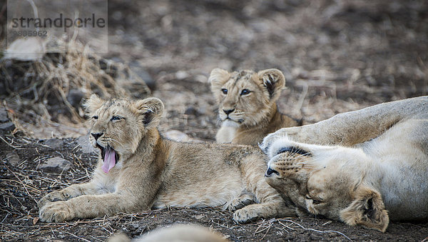 Asiatischer Löwe (Panthera leo persica)  Weibchen  Löwin mit Jungtieren  Gir Interpretation Zoneoder Devalia Safari Park   Gir-Nationalpark  Gir-Schutzgebiet  Gujarat  Indien  Asien