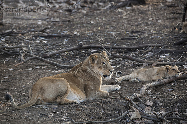 Asiatischer Löwe (Panthera leo persica)  Weibchen  Löwin mit Jungtier  Gir Interpretation Zoneoder Devalia Safari Park   Gir-Nationalpark  Gir-Schutzgebiet  Gujarat  Indien  Asien