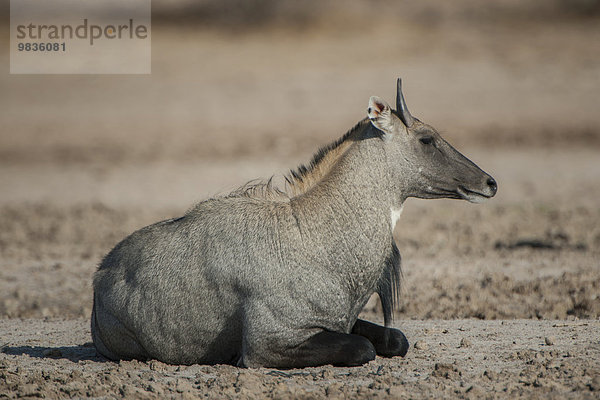 Nilgauantilope oder Nilgau (Boselaphus tragocamelus)  ruhendes Männchen  Little Rann of Kutch  Gujarat  Indien  Asien