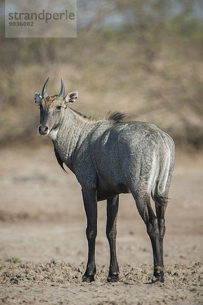 Nilgauantilope oder Nilgau (Boselaphus tragocamelus)  Männchen  Little Rann of Kutch  Gujarat  Indien  Asien