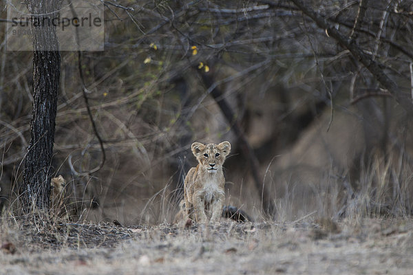 Asiatischer Löwe (Panthera leo persica)  Jungtier  Gir Interpretation Zone oder Devalia Safari Park  Gir-Nationalpark  Gir-Schutzgebiet  Gujarat  Indien  Asien