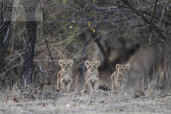 Asiatischer Löwe (Panthera leo persica)  Jungtiere  Gir Interpretation Zone oder Devalia Safari Park  Gir-Nationalpark  Gir-Schutzgebiet  Gujarat  Indien  Asien