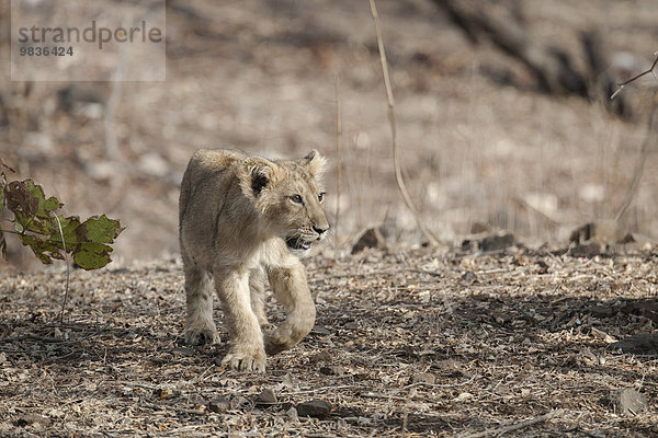 Asiatischer Löwe (Panthera leo persica)  Jungtier  Gir Interpretation Zone oder Devalia Safari Park  Gir-Nationalpark  Gir-Schutzgebiet  Gujarat  Indien  Asien