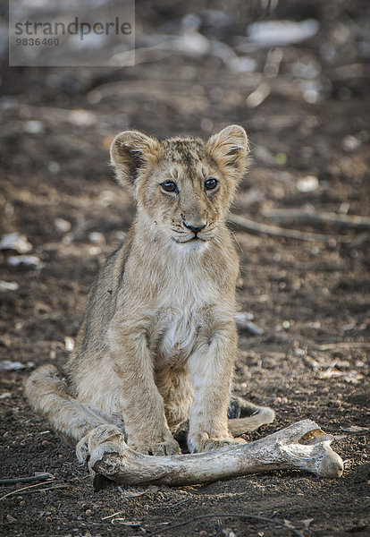 Asiatischer Löwe (Panthera leo persica)  Jungtier vor einem abgenagtem Knochen  Gir Interpretation Zone oder Devalia Safari Park  Gir-Nationalpark  Gir-Schutzgebiet  Gujarat  Indien  Asien