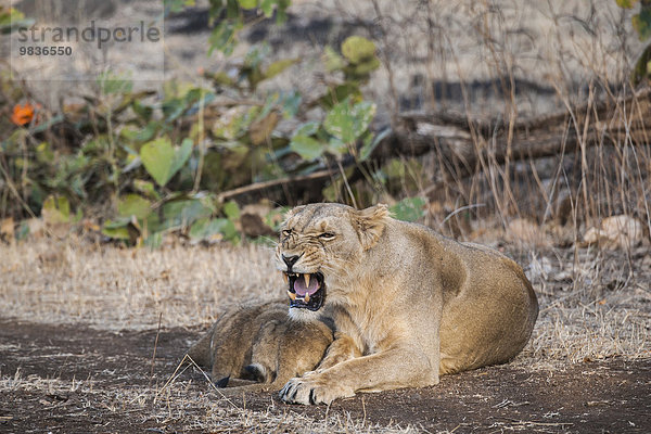 Asiatischer Löwe (Panthera leo persica)  Weibchen säugt Jungtiere  Gir Interpretation Zone oder Devalia Safari Park  Gir-Nationalpark  Gir-Schutzgebiet  Gujarat  Indien  Asien