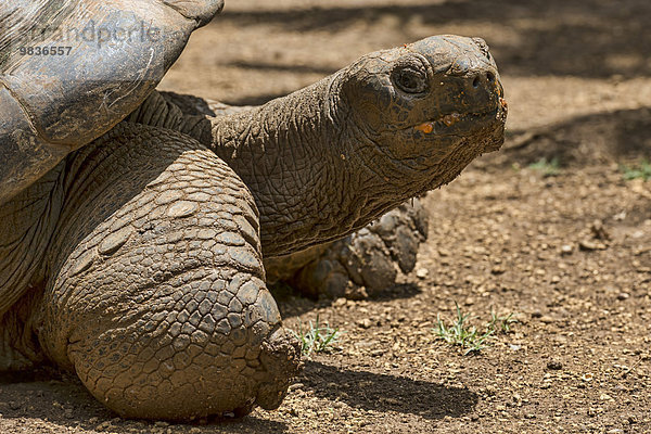 Aldabra-Riesenschildkröte (Aldabrachelys gigantea)  Mauritius  Afrika