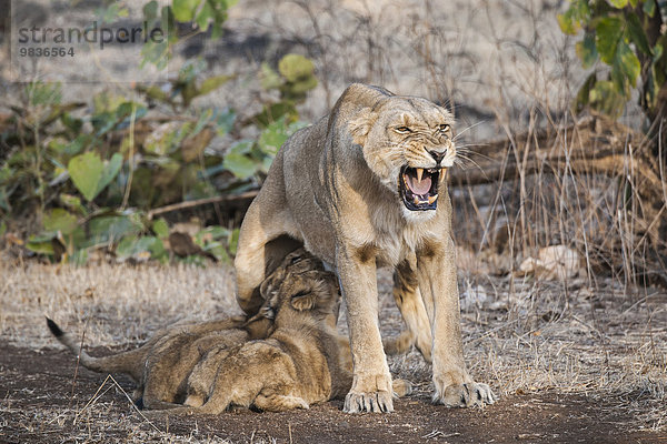 Asiatischer Löwe (Panthera leo persica)  Weibchen säugt Jungtiere  Gir Interpretation Zone oder Devalia Safari Park  Gir-Nationalpark  Gir-Schutzgebiet  Gujarat  Indien  Asien