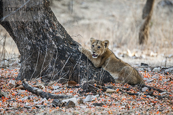 Asiatischer Löwe (Panthera leo persica)  Jungtier schärft sich die Krallen an einem Baum  Gir Interpretation Zone oder Devalia Safari Park  Gir-Nationalpark  Gir-Schutzgebiet  Gujarat  Indien  Asien