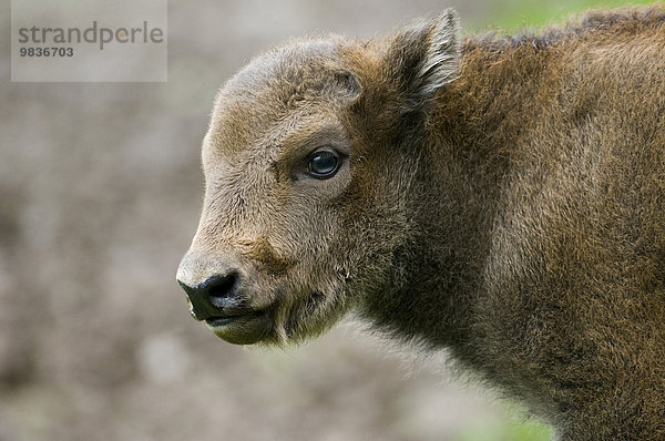 Wisent  Europäischer Bison (Bison bonasus)  Kalb  captive  Thüringen  Deutschland  Europa