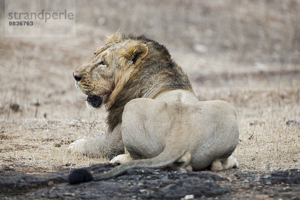 Asiatischer Löwe (Panthera leo persica)  Männchen von hinten  Gir Interpretation Zone oder Devalia Safari Park  Gir-Nationalpark  Gir-Schutzgebiet  Gujarat  Indien  Asien