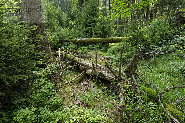 Totholz im Fichten-Urwald  Gemeine Fichte (Picea abies)  Nationalpark Harz  Niedersachsen  Deutschland  Europa