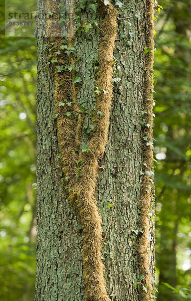 Adventivwurzeln vom Efeu (Hedera helix) an einer Stieleiche (Quercus robur)  Niedersachsen  Deutschland  Europa