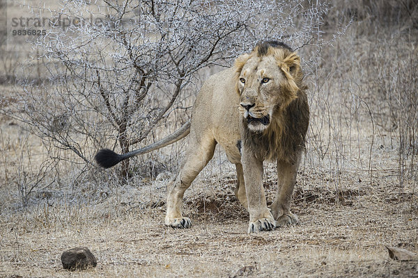 Asiatischer Löwe (Panthera leo persica)  Männchen markiert einen Strauch  Gir Interpretation Zone oder Devalia Safari Park  Gir-Nationalpark  Gir-Schutzgebiet  Gujarat  Indien  Asien