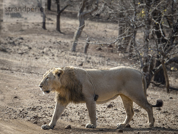 Asiatischer Löwe (Panthera leo persica)  Männchen durchstreift das Gebiet  Gir Interpretation Zone oder Devalia Safari Park  Gir-Nationalpark  Gir-Schutzgebiet  Gujarat  Indien  Asien