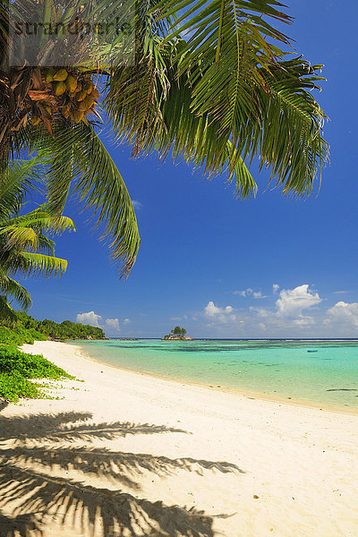 Palme am Strand Anse Royal  Insel Mahé  Seychellen  Afrika